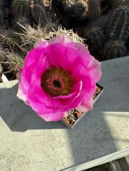 Echinocereus hempelii